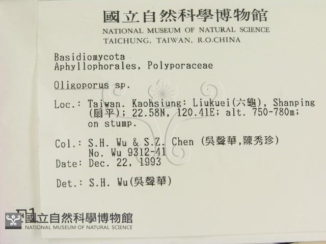 寡孔菌屬藏品圖，第2張