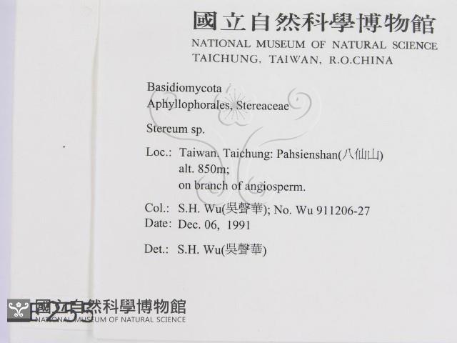韌革菌屬藏品圖，第2張