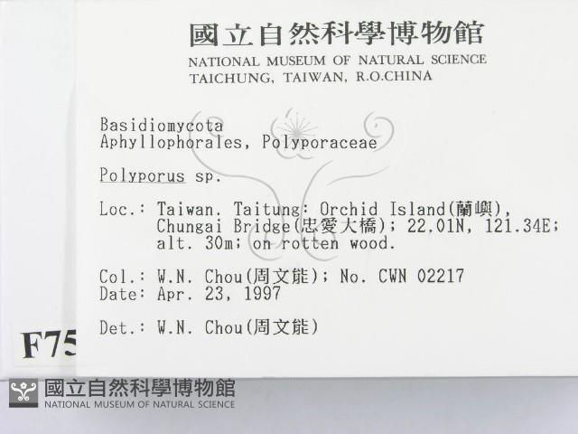 多孔菌屬藏品圖，第2張