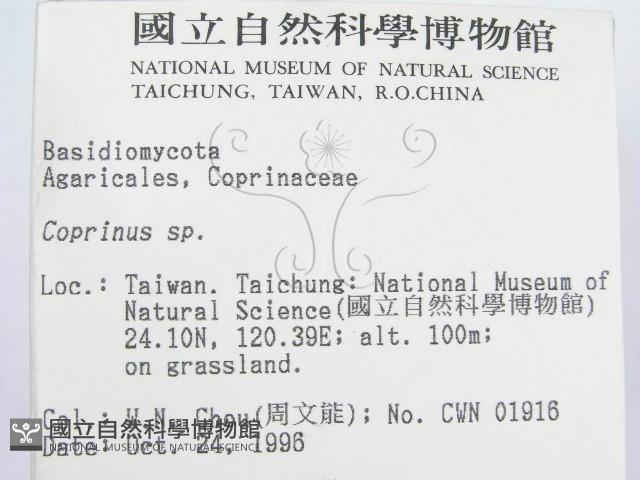 鬼傘屬藏品圖，第2張