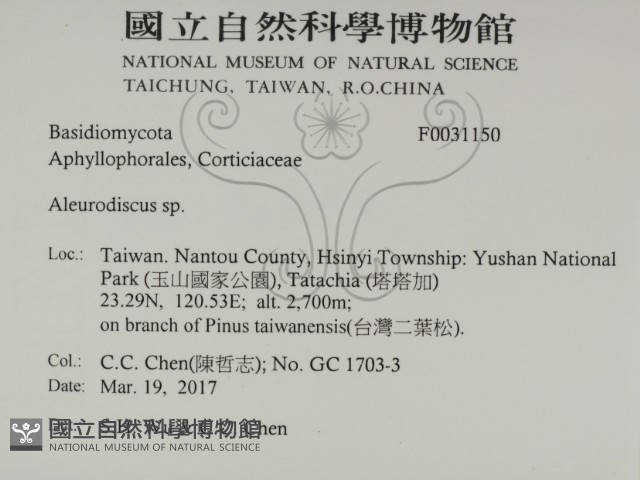 盤革菌屬藏品圖，第2張