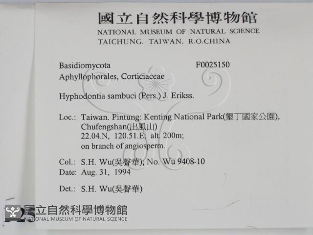 冇骨消絲齒菌藏品圖，第2張