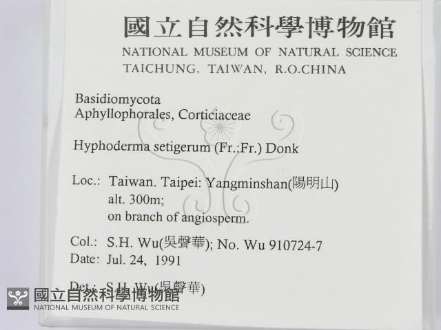 剛毛絲皮菌藏品圖，第2張