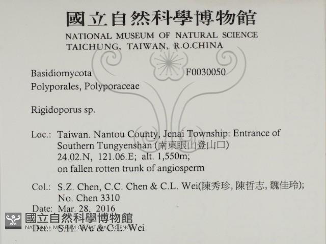 硬孔菌屬藏品圖，第2張