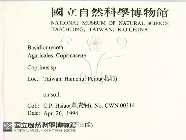 鬼傘屬藏品圖，第2張