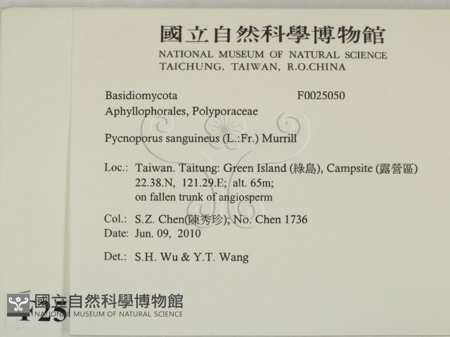 血紅密孔菌藏品圖，第2張