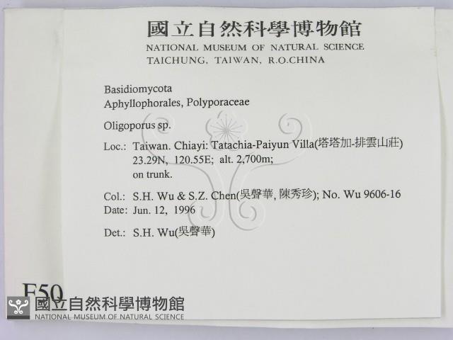 寡孔菌屬藏品圖，第2張