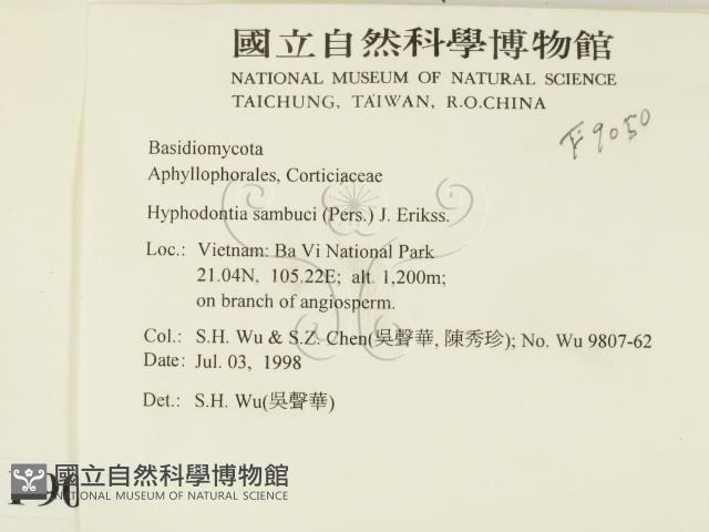 冇骨消絲齒菌藏品圖，第2張