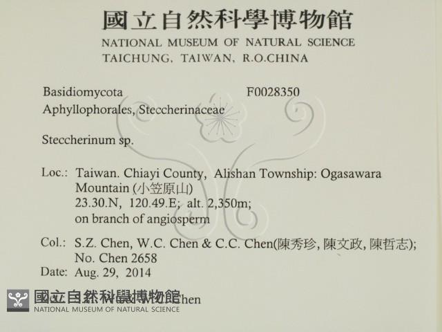 齒耳菌屬藏品圖，第2張