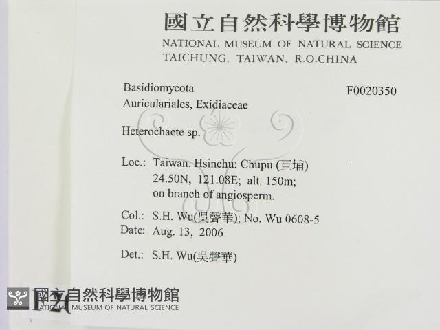 刺皮菌屬藏品圖，第2張