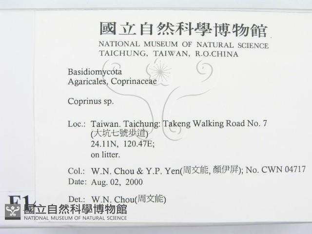 鬼傘屬藏品圖，第2張