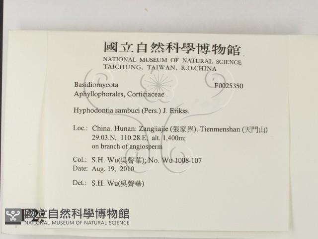 冇骨消絲齒菌藏品圖，第2張