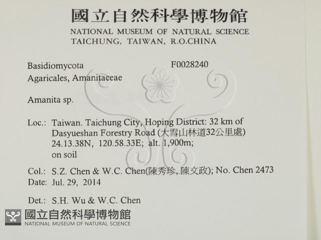 鵝膏屬藏品圖，第2張