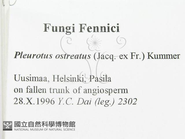 糙皮側耳藏品圖，第2張