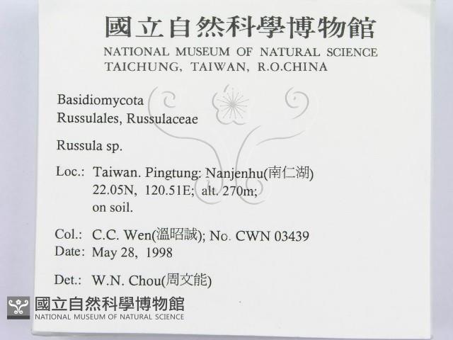 紅菇屬藏品圖，第2張