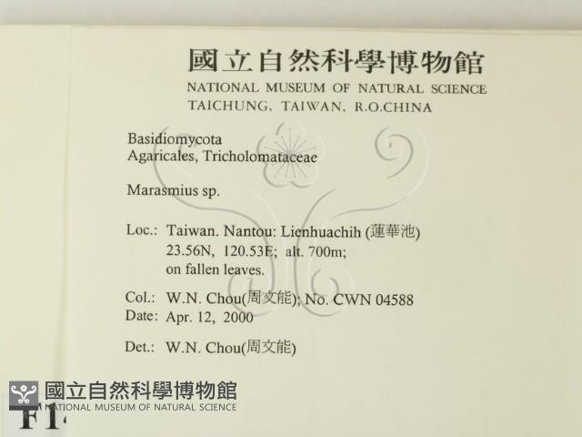 小皮傘屬藏品圖，第2張