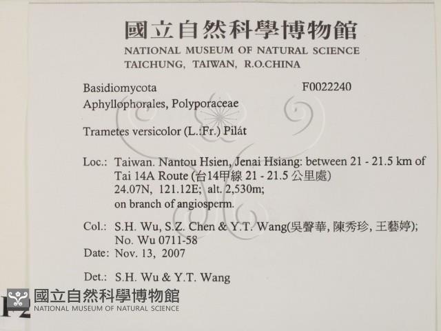 雲芝藏品圖，第2張