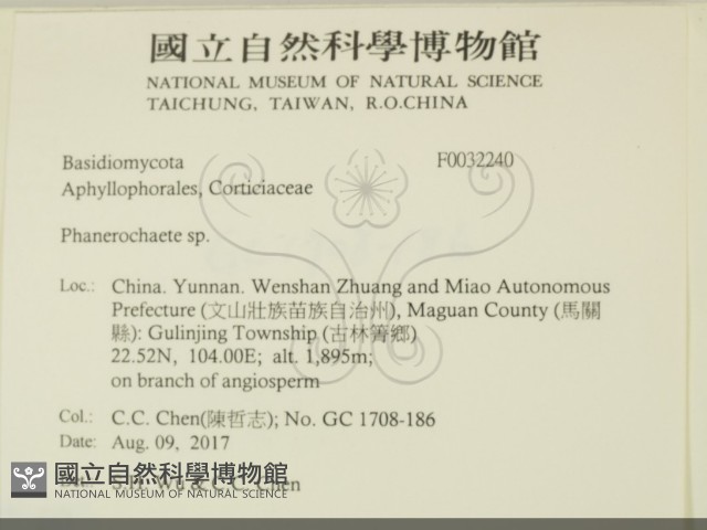 顯絲菌屬藏品圖，第2張