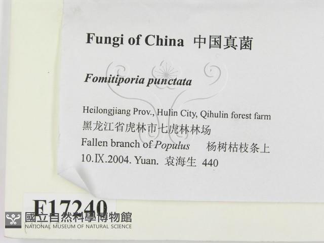 登錄號:F0017240藏品圖，第2張