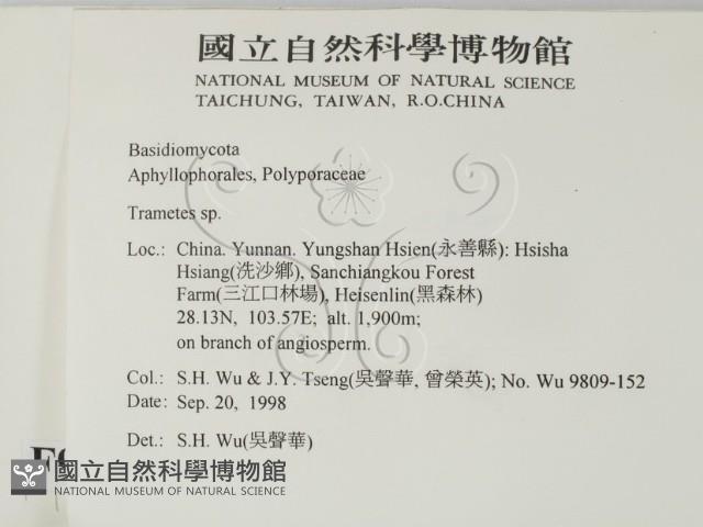 栓菌屬藏品圖，第2張