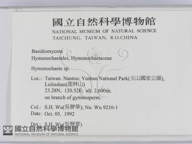 刺革菌屬藏品圖，第2張