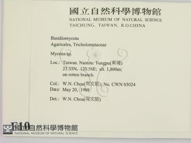 小菇屬藏品圖，第2張