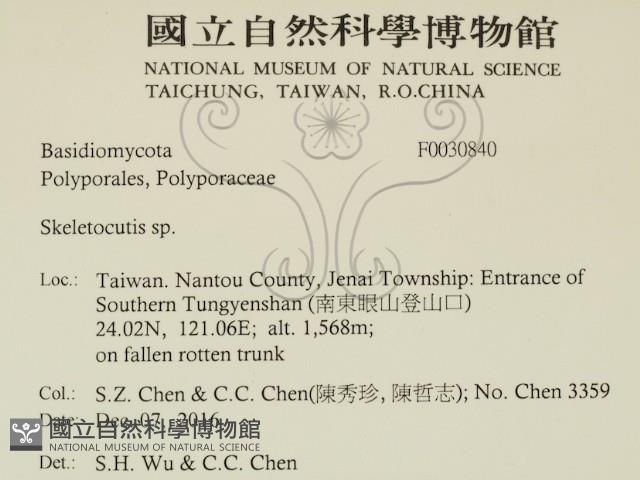 骨皮菌屬藏品圖，第2張