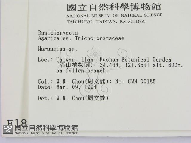 小皮傘屬藏品圖，第2張