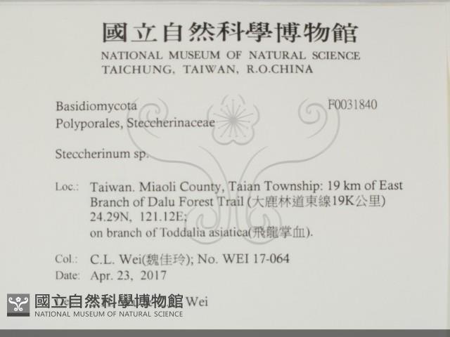 齒耳菌屬藏品圖，第2張