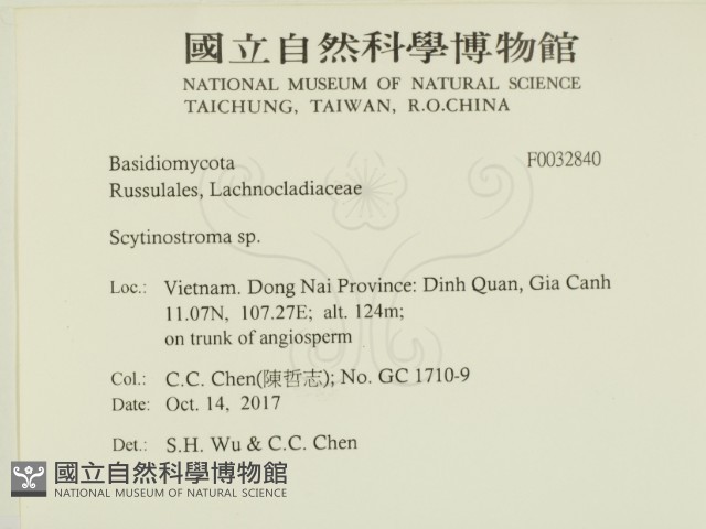 革墊菌屬藏品圖，第2張