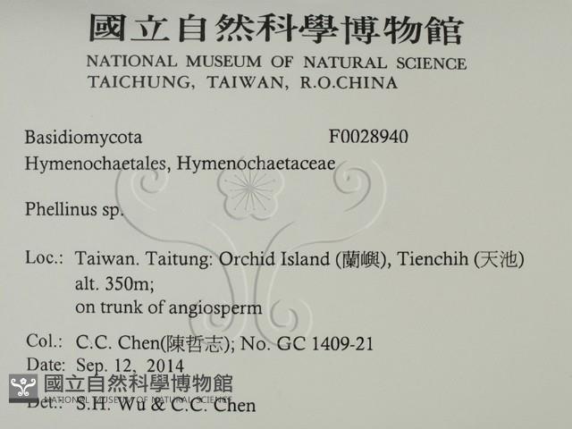 木層孔菌屬藏品圖，第2張