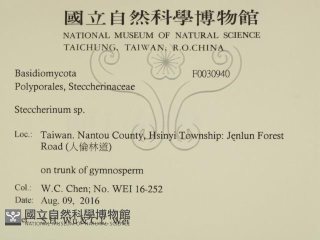 齒耳菌屬藏品圖，第2張