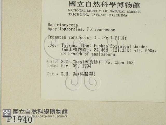 雲芝藏品圖，第2張