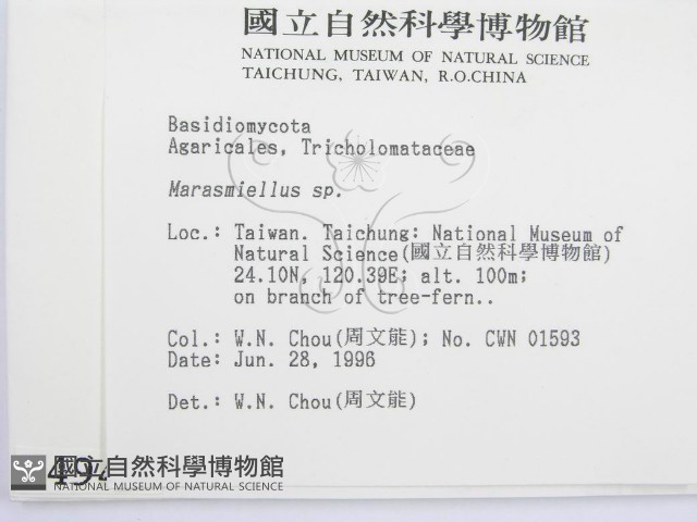 微皮傘屬藏品圖，第2張