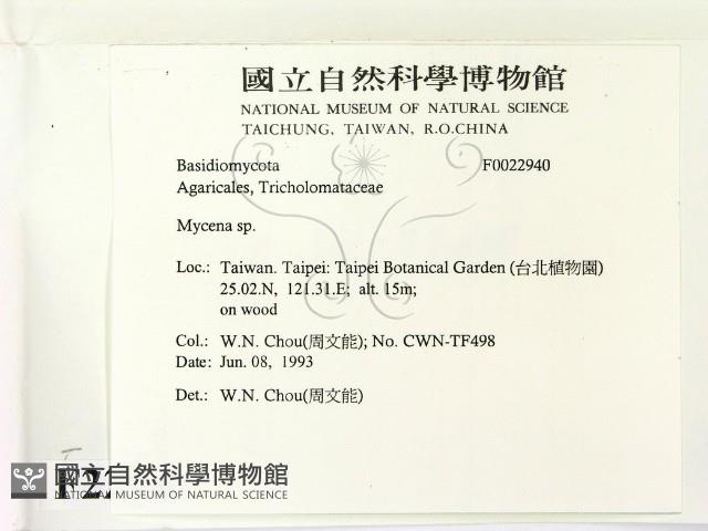 小菇屬藏品圖，第2張