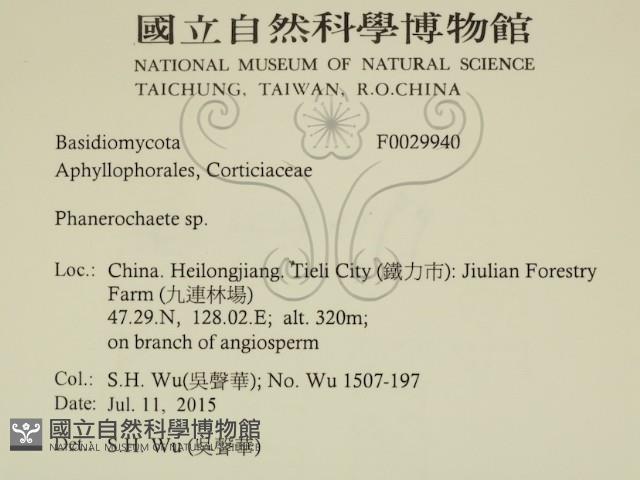 顯絲菌屬藏品圖，第2張