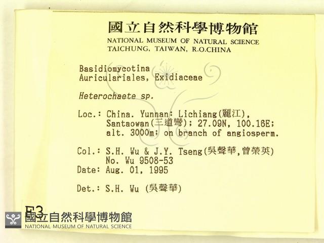 刺皮菌屬藏品圖，第2張