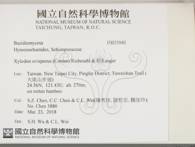 卵孢木齒菌藏品圖，第2張