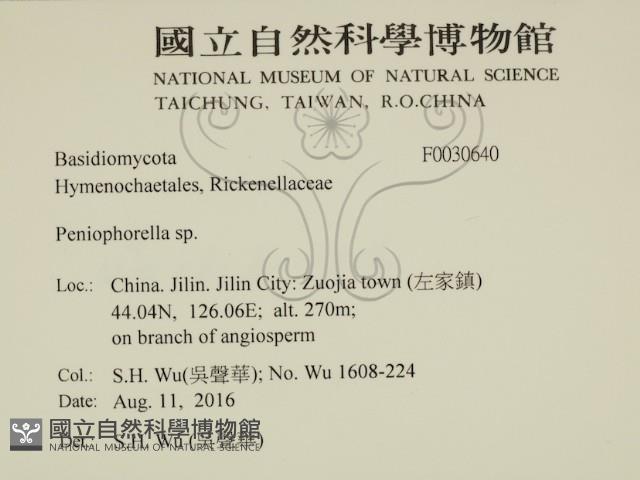 擬筍殼菌屬藏品圖，第2張