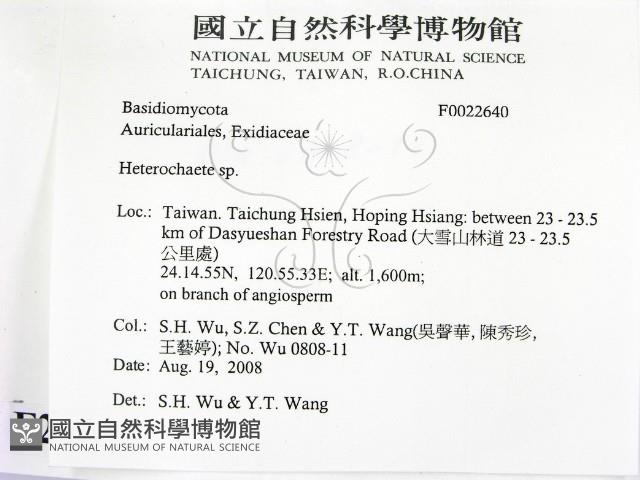 刺皮菌屬藏品圖，第2張