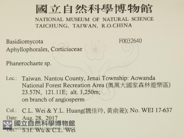 顯絲菌屬藏品圖，第2張
