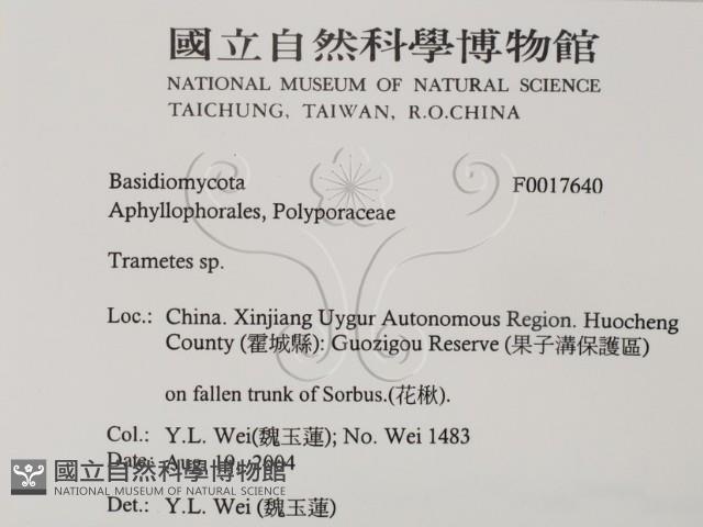 栓菌屬藏品圖，第2張