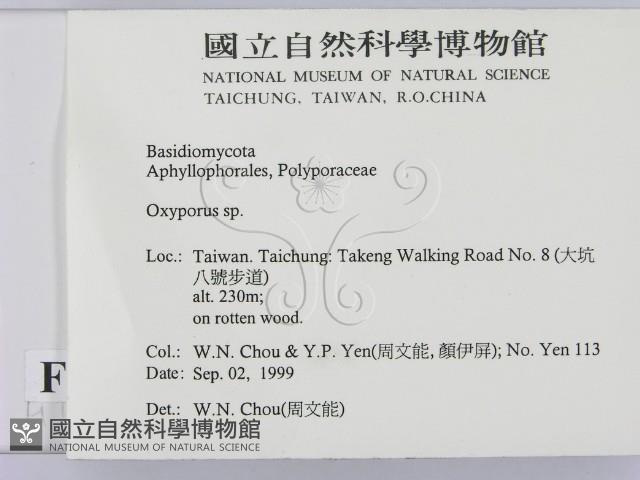 銳孔菌屬藏品圖，第2張