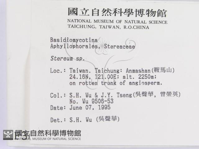 韌革菌屬藏品圖，第2張