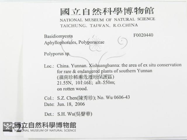 多孔菌屬藏品圖，第2張
