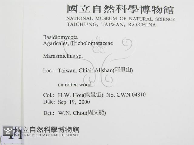 微皮傘屬藏品圖，第2張