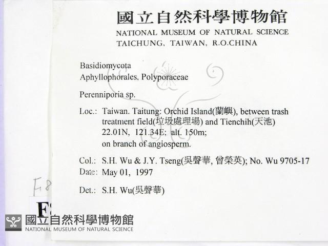 多年臥孔菌屬藏品圖，第2張