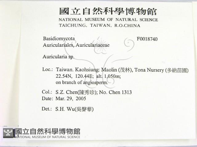 木耳屬藏品圖，第2張