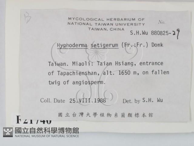 剛毛絲皮菌藏品圖，第2張