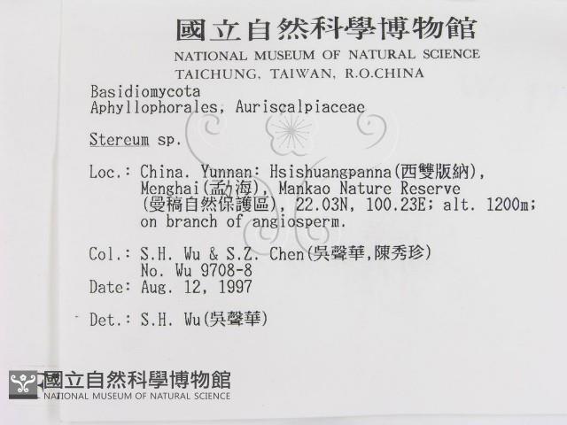 韌革菌屬藏品圖，第2張